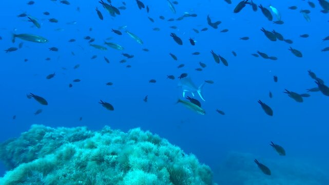 Underwater shot of passages of various small and large fish swimming and feeding around a coral reef. Seascape with a predatory large tuna circling around in an attempt to eat the smaller ones.