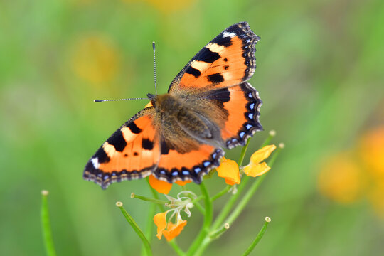 Small tortoiseshell on a wallflower in summer