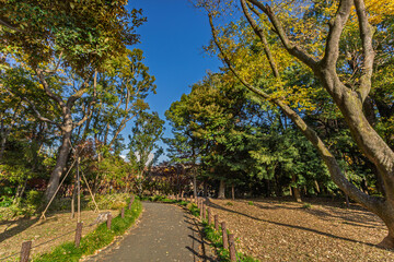 Fototapeta premium Paved walking path lined with low fences under a clear blue sky in Kitanomaru Park December 2023