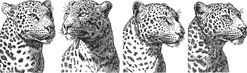 Fototapeta premium leopard head sketches wild animal detailed black and white illustrations set