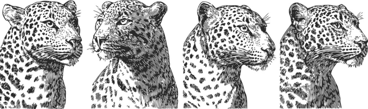 leopard head sketches wild animal detailed black and white illustrations set
