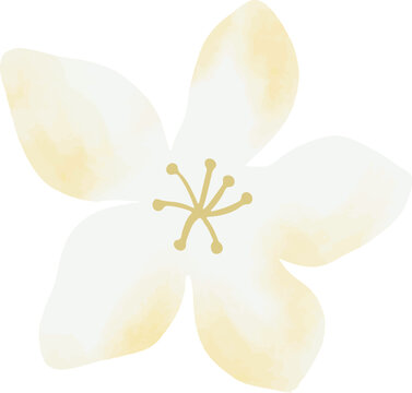 Hand Painted Floral Bloom Element Illustration
