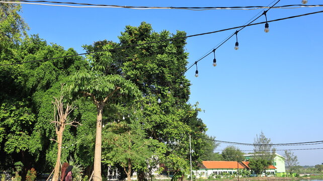 Strings of incandescent lights on a cable between trees are a decorative element in a park in Tuban, East Java, Indonesia.