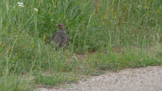 Wild Grey Partridge Resting on Old Road and Preparing to Escape.  Perfect for depicting avian survival instincts and animal behavior.