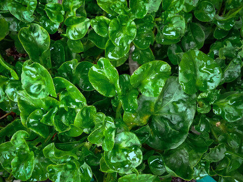 Close-up background view of Alternanthera sissoo leaves in the garden
