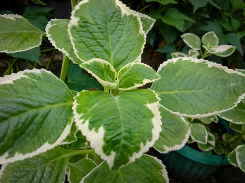 Close up of Coleus aromaticus Benth houseplant in garden with selective focus.