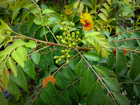 Close-up view of the fruit of the Murraya koenigii plant with green leaves next to it.