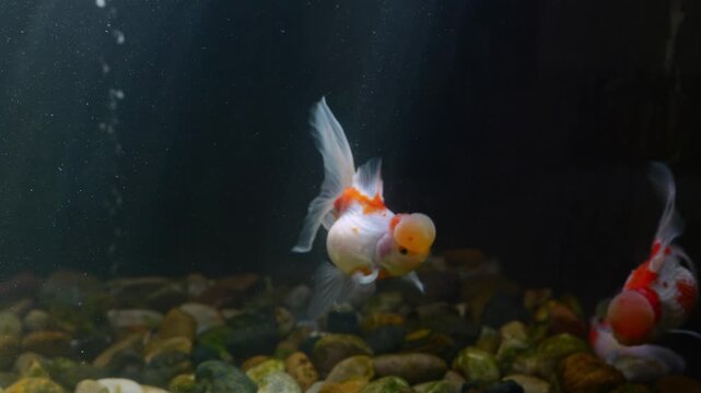 Oranda goldfish with red and orange wens gracefully swim and interact inside a home aquarium