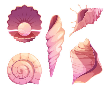 Pearl oyster and spiral conch, cone shell and scallop. Tropical marine mollusks. Vector isolated underwater animals and creatures. Aquarium decoration or adornment collection. Educational material