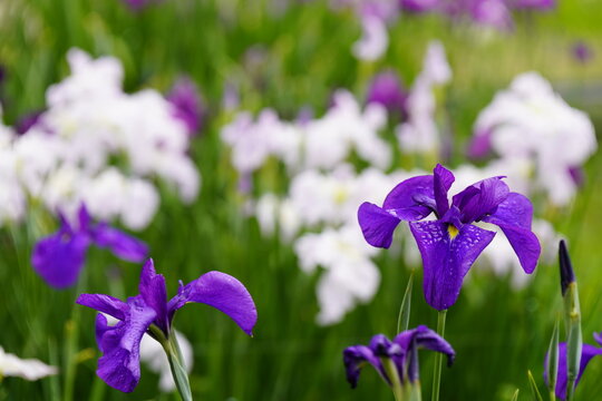 柳生花菖蒲園で花菖蒲の花が咲いています