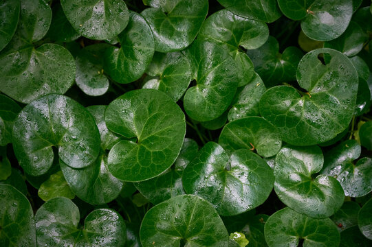 Top view of glossy green leaves of European wild ginger (Asarum europaeum) covered in water drops.
