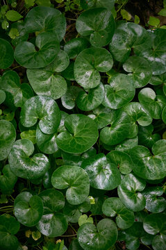Top view of glossy green leaves of European wild ginger (Asarum europaeum) covered in water drops.