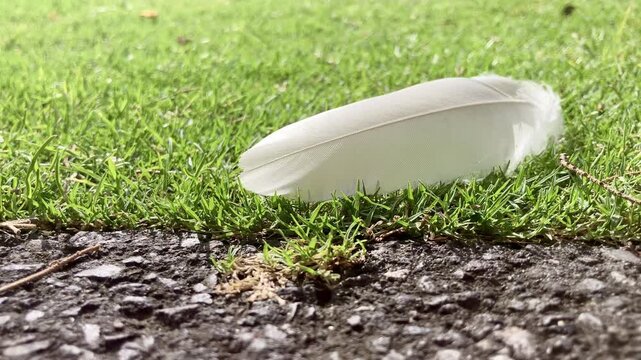 Slow Motion of White Feather Moving on Grass Near Asphalt