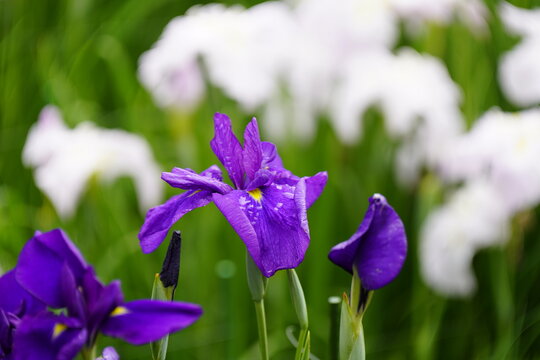 柳生花菖蒲園で花菖蒲の花が咲いています