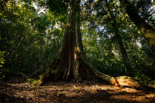 Ancient tree in tropical rainforest canopy