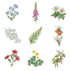 Naklejka premium Wildflowers and forest foliage are arranged in a botanical collection of watercolor illustrations.