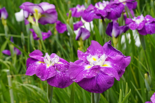 柳生花菖蒲園で花菖蒲の花が咲いています