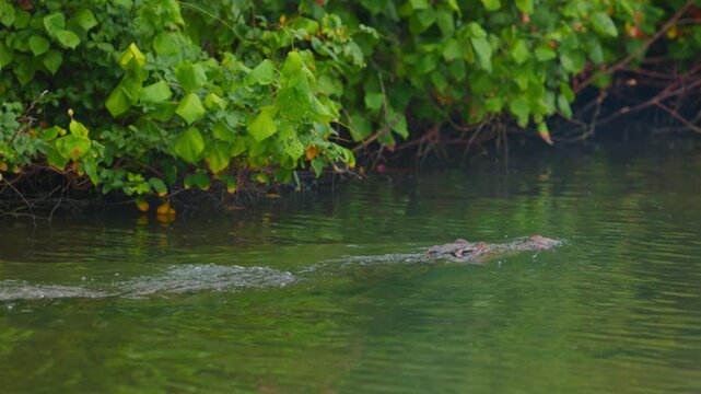 Saltwater Crested Crocodile Swimming along mangrove vegetation in its natural habitat. Slow motion wildlife footage featuring a powerful aquatic predator moving through tropical coastal waters