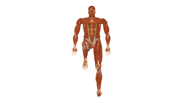 Muscle Top View Supine Unilateral Knee Flexion Mask Alpha