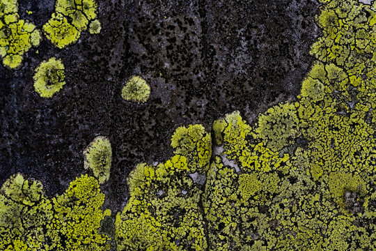 Macro shot displaying dark, intricate foliose lichen rosettes growing over a bright green and weathered grey alpine rock surface. Sharp contrast between organic black patterns and neon green hues.