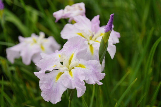 柳生花菖蒲園で花菖蒲の花が咲いています