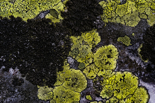 Macro shot displaying dark, intricate foliose lichen rosettes growing over a bright green and weathered grey alpine rock surface. Sharp contrast between organic black patterns and neon green hues.