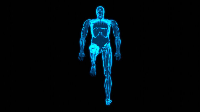 Hologram Muscle Top View Supine Unilateral Knee Flexion Scan