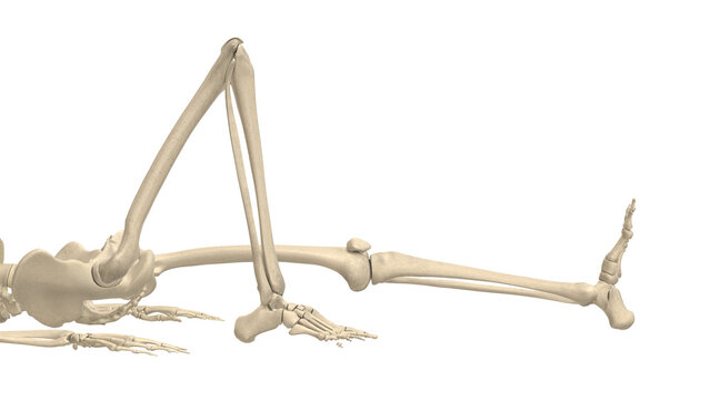 Skeleton Closeup Supine Unilateral Knee Flexion Isolated Alpha