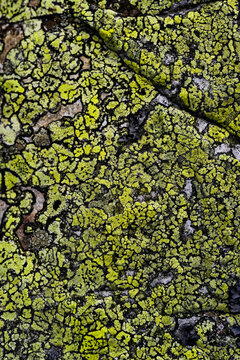Extreme closeup of weathered alpine stone with visible iron oxide reddish-brown patches, heavily textured with fine cracked networks of yellow-green and grey crustose lichen.