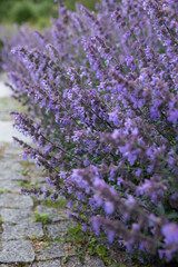 Obraz premium A lush close-up showcase of Catmint (Nepeta faassenii) heavily blooming with vibrant violet and lavender flowers along a historic stone pavement path. The frame captures the detailed texture 