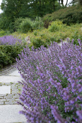 Fototapeta premium Mass planting of Nepeta faassenii (catmint) forming a soft purple flowering border along a garden pathway. Calm and inviting atmosphere highlighting contemporary ecological landscaping, 