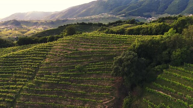 Aerial panoramic view of the famous italian prosecco hills, vineyard rows, on a sunny evening