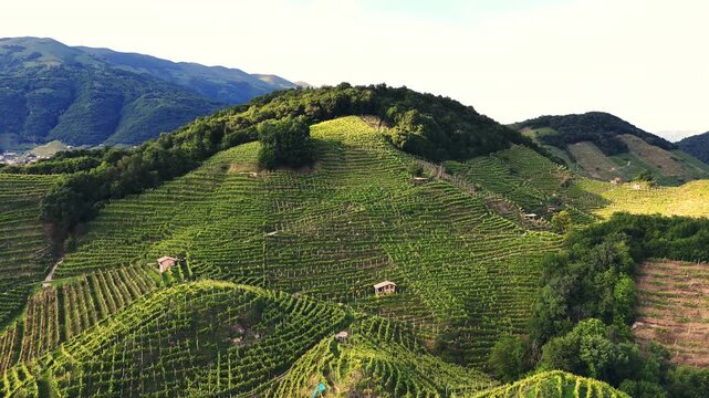Aerial panoramic landscape view of the italian prosecco hills, vineyard rows, on a sunny evening