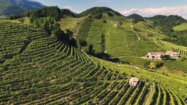 Aerial landscape view of the italian prosecco hills, vineyard rows, on a sunny day