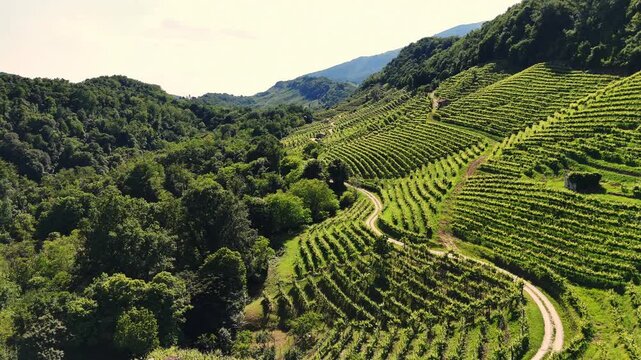 Aerial landscape view of the italian prosecco hills, vineyard rows, on a sunny day
