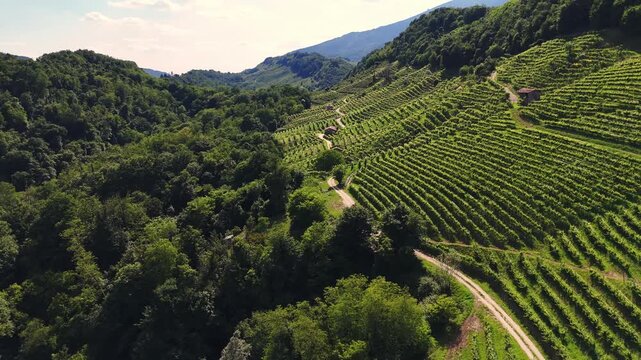 Aerial landscape view of the italian prosecco hills, vineyard rows, on a sunny morning