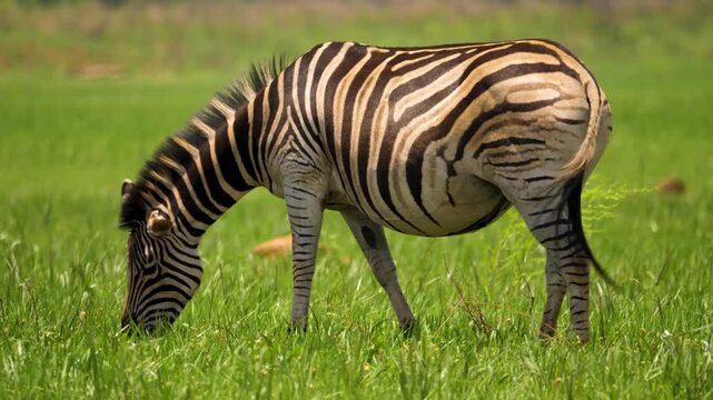 A plains zebra grazes in an open savannah meadow of a wildlife park in South Africa.