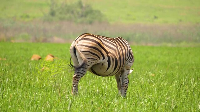 Side profile of a plains zebra eating fresh green grass in an open South African savanna pasture.