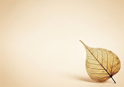Delicate Skeleton Bodhi Leaf on Minimalist Beige Background