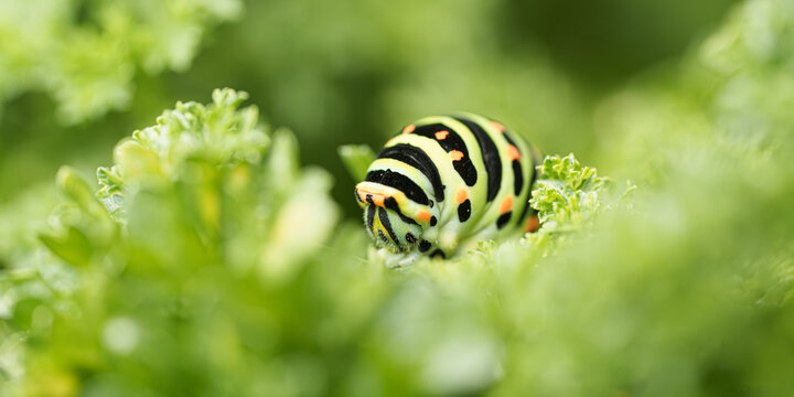 Close-up of colorful swallowtail caterpillar on green plant (It is the caterpillar stage of a butterfly)