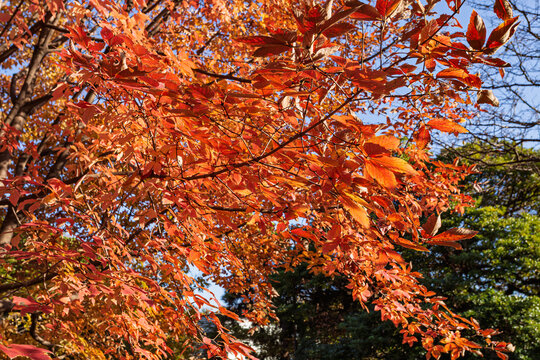 Vivid orange and red autumn leaves closely shot against a brilliant blue sky in Kitanomaru Park December 2023