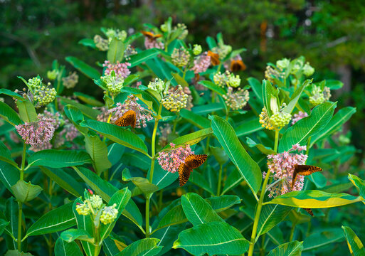 Butterflies on a blooming milkweed plant (Asclepias)