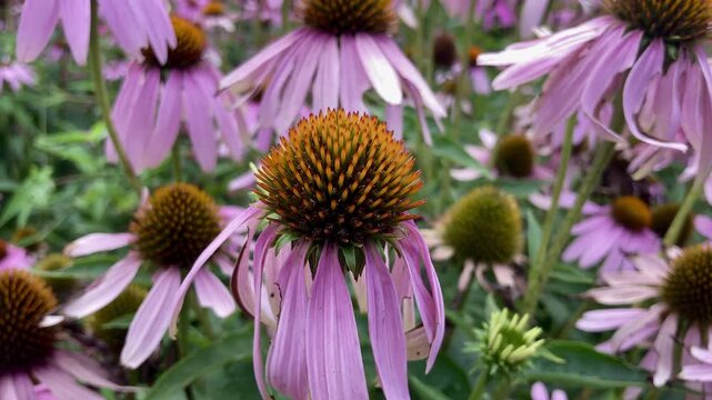 Purple Echinacea Flowers in Slow motion Garden Background
