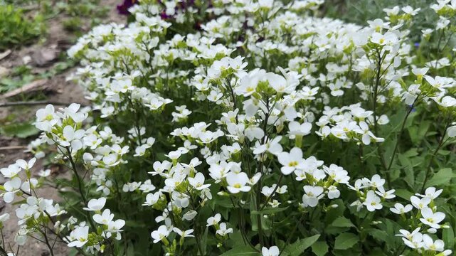 Blooming arabis with white flowers on flower bed, bottom view