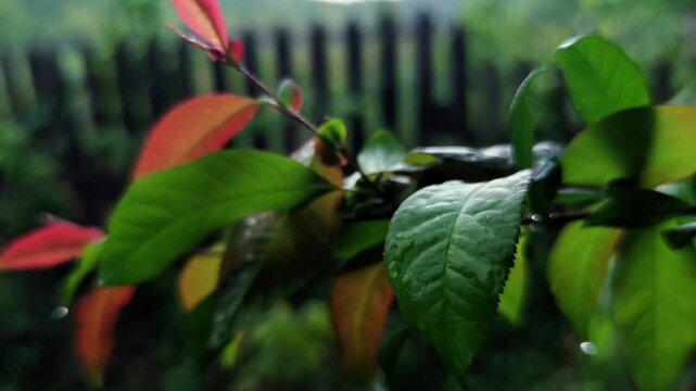 Green leaves in the rain close up with selective focus and a blurred fence background