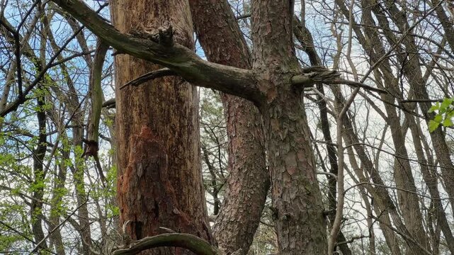 Old curved pines trunks with dry broken branches in forest