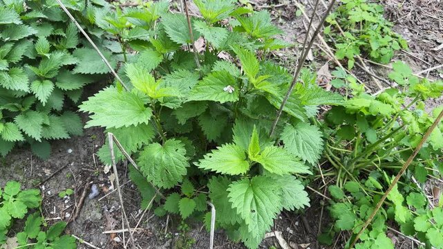 Young stinging nettle bush among last year's dry stems