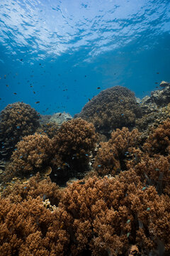 A dense garden of brown soft corals covering the ocean floor under a clear blue surface, shot on a freedive.