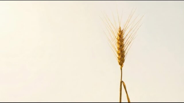 Golden wheat ear isolated on white background. Single cereal stalk showing organic plant texture. Harvest and agriculture concept for cereal production design.