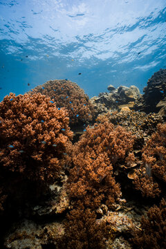 A dense garden of brown soft corals covering the ocean floor under a clear blue surface, shot on a freedive.